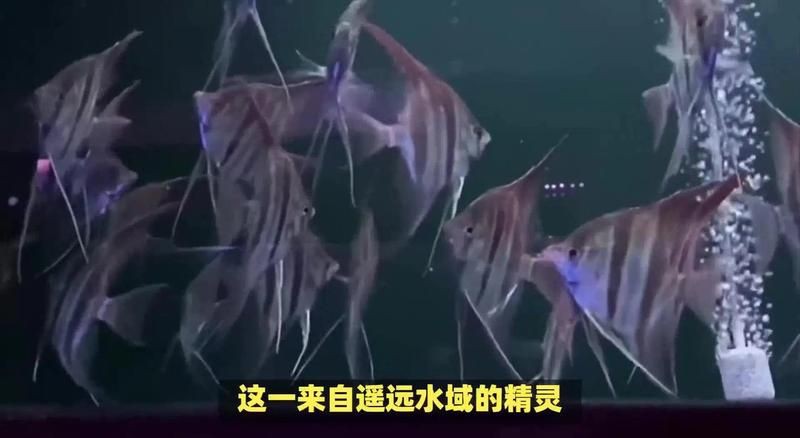 火焰埃及圣菲【“火焰埃及圣菲”融合了神秘與力量的元素展現出獨特的魅力】 龍魚論壇 第1張 火焰埃及圣菲【“火焰埃及圣菲”融合了神秘與力量的元素展現出獨特的魅力】 火焰埃及圣菲【“火焰埃及圣菲”融合了神秘與力量的元素展現出獨特的魅力】 龍魚論壇 第1張