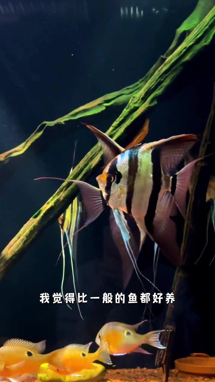 火焰埃及圣菲【“火焰埃及圣菲”融合了神秘與力量的元素展現出獨特的魅力】 龍魚論壇 第5張 火焰埃及圣菲【“火焰埃及圣菲”融合了神秘與力量的元素展現出獨特的魅力】 火焰埃及圣菲【“火焰埃及圣菲”融合了神秘與力量的元素展現出獨特的魅力】 龍魚論壇 第5張