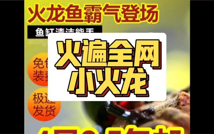 小火龍魚有哪些品種？【小火龍魚(東方蠑螈)飼養指南】