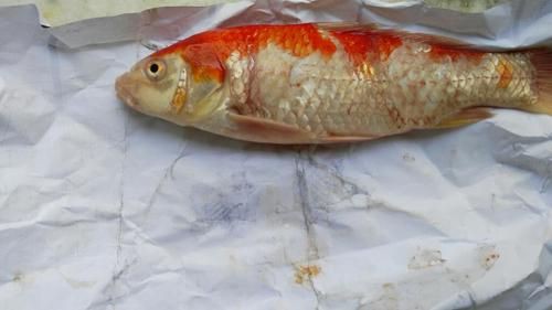 鯉魚死亡真實(shí)圖片【“鯉魚死亡真實(shí)圖片”直觀展現(xiàn)不同場(chǎng)景下鯉魚大量死亡】