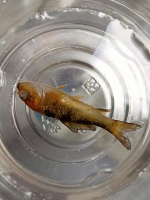 鯉魚死亡真實(shí)圖片【“鯉魚死亡真實(shí)圖片”直觀展現(xiàn)不同場(chǎng)景下鯉魚大量死亡】