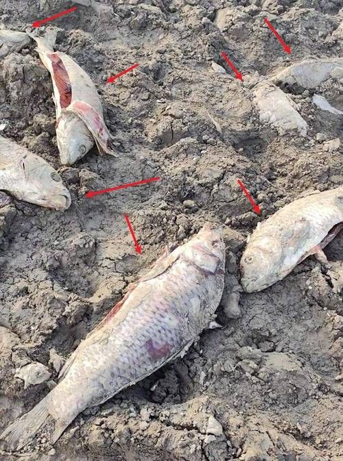 鯉魚死亡真實(shí)圖片【“鯉魚死亡真實(shí)圖片”直觀展現(xiàn)不同場(chǎng)景下鯉魚大量死亡】