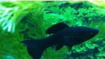 瑪麗球魚生小魚前兆【瑪麗球魚生小魚前兆及難產(chǎn)應(yīng)對方法搜狐網(wǎng)】 瑪麗球魚生小魚前兆【瑪麗球魚生小魚前兆及難產(chǎn)應(yīng)對方法搜狐網(wǎng)】 龍魚百科 第7張