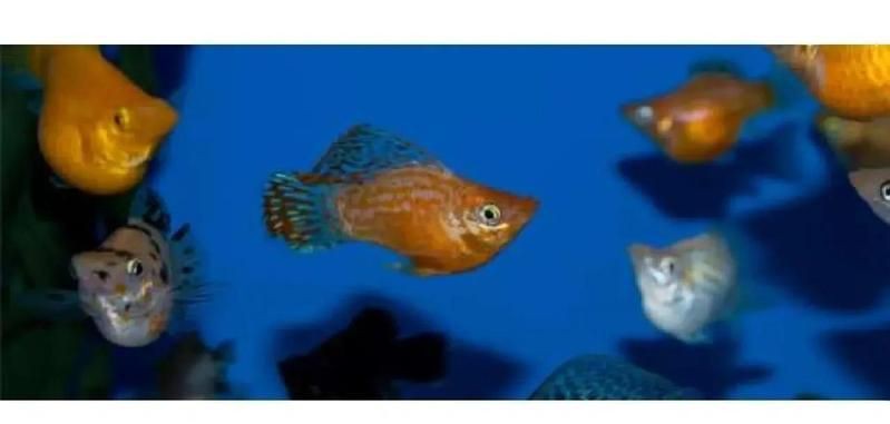 瑪麗球魚生小魚前兆【瑪麗球魚生小魚前兆及難產(chǎn)應(yīng)對方法搜狐網(wǎng)】 瑪麗球魚生小魚前兆【瑪麗球魚生小魚前兆及難產(chǎn)應(yīng)對方法搜狐網(wǎng)】 龍魚百科 第4張