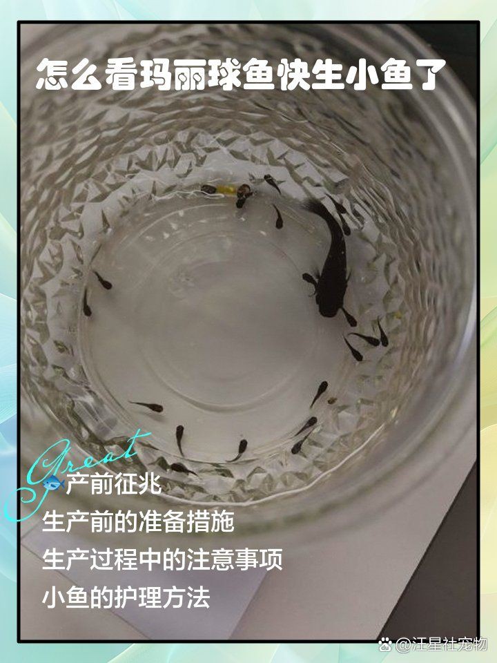 瑪麗球魚生小魚前兆【瑪麗球魚生小魚前兆及難產(chǎn)應(yīng)對方法搜狐網(wǎng)】 瑪麗球魚生小魚前兆【瑪麗球魚生小魚前兆及難產(chǎn)應(yīng)對方法搜狐網(wǎng)】 龍魚百科 第9張