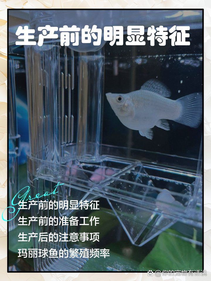 瑪麗球魚生小魚前兆【瑪麗球魚生小魚前兆及難產(chǎn)應(yīng)對方法搜狐網(wǎng)】 瑪麗球魚生小魚前兆【瑪麗球魚生小魚前兆及難產(chǎn)應(yīng)對方法搜狐網(wǎng)】 龍魚百科 第3張