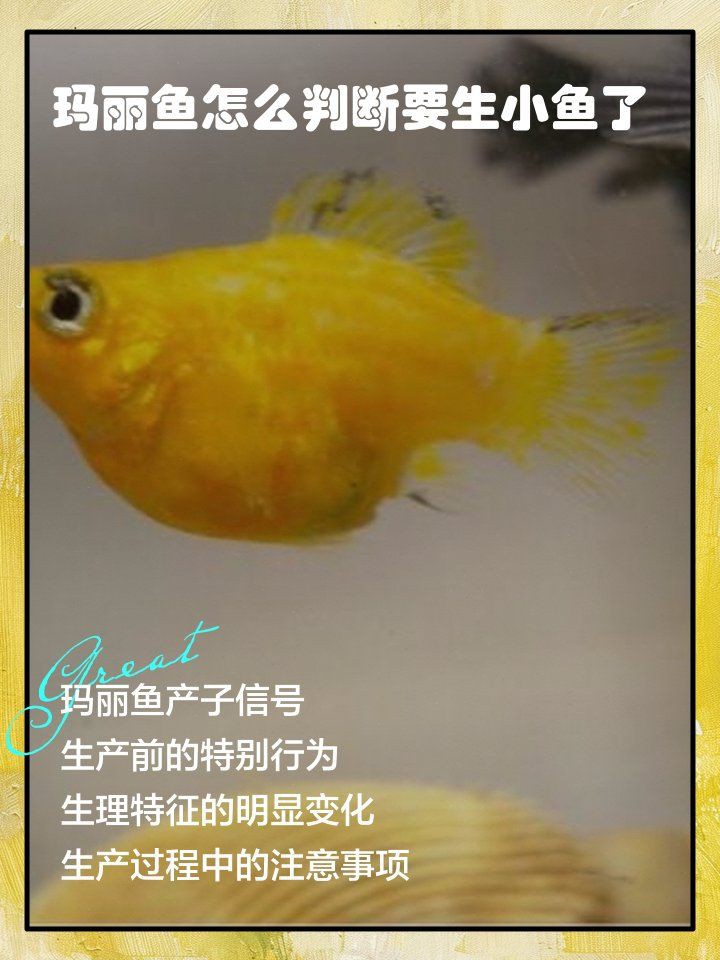 瑪麗球魚生小魚前兆【瑪麗球魚生小魚前兆及難產(chǎn)應(yīng)對方法搜狐網(wǎng)】 瑪麗球魚生小魚前兆【瑪麗球魚生小魚前兆及難產(chǎn)應(yīng)對方法搜狐網(wǎng)】 龍魚百科 第5張