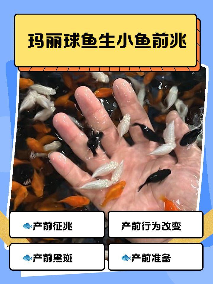 瑪麗球魚生小魚前兆【瑪麗球魚生小魚前兆及難產(chǎn)應(yīng)對方法搜狐網(wǎng)】 瑪麗球魚生小魚前兆【瑪麗球魚生小魚前兆及難產(chǎn)應(yīng)對方法搜狐網(wǎng)】 龍魚百科 第2張