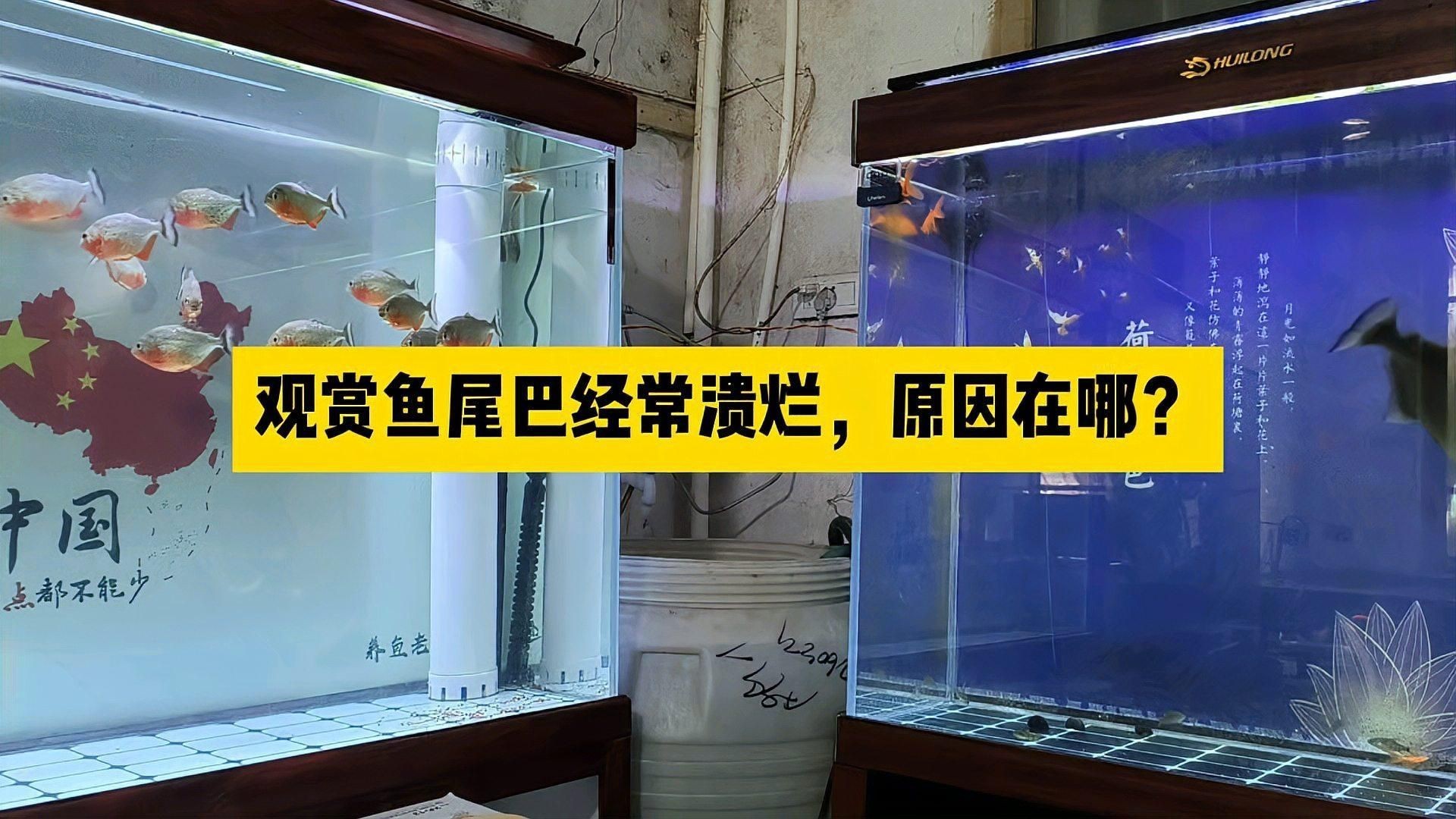 如何判斷龍魚(yú)爛尾的嚴(yán)重程度？【養(yǎng)魚(yú)小藝】