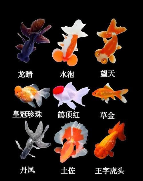 皇冠魚公母辨認圖【《皇冠魚公母辨認圖》聚焦于如何準確區分皇冠魚的性別】 皇冠魚公母辨認圖【《皇冠魚公母辨認圖》聚焦于如何準確區分皇冠魚的性別】 龍魚論壇 第23張
