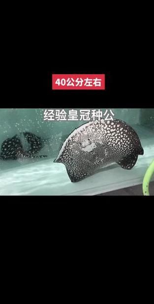 皇冠魚公母辨認圖【《皇冠魚公母辨認圖》聚焦于如何準確區分皇冠魚的性別】 皇冠魚公母辨認圖【《皇冠魚公母辨認圖》聚焦于如何準確區分皇冠魚的性別】 龍魚論壇 第2張