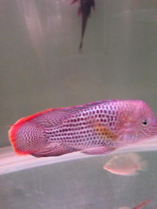 皇冠魚公母辨認圖【《皇冠魚公母辨認圖》聚焦于如何準確區分皇冠魚的性別】 皇冠魚公母辨認圖【《皇冠魚公母辨認圖》聚焦于如何準確區分皇冠魚的性別】 龍魚論壇 第16張