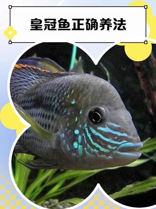 皇冠魚公母辨認圖【《皇冠魚公母辨認圖》聚焦于如何準確區分皇冠魚的性別】 皇冠魚公母辨認圖【《皇冠魚公母辨認圖》聚焦于如何準確區分皇冠魚的性別】 龍魚論壇 第1張