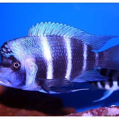 什么品種六間魚不兇【《水族箱變成水下魚劇院》】