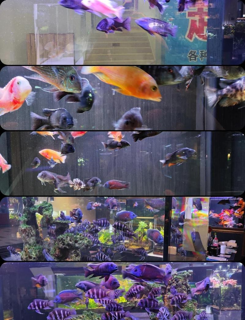 什么品種六間魚不兇【《水族箱變成水下魚劇院》】