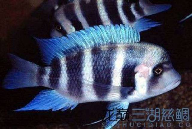 什么品種六間魚不兇【《水族箱變成水下魚劇院》】