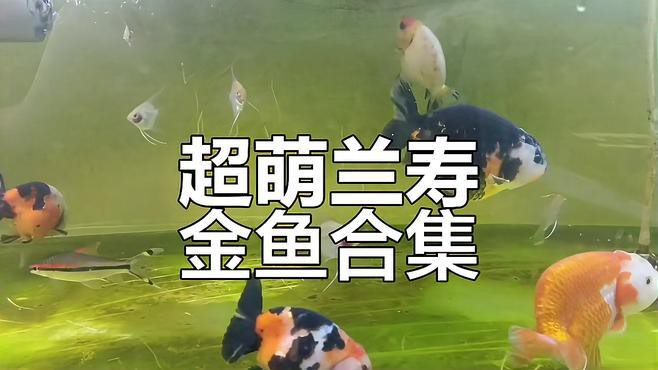 蘭壽金魚視頻觀賞大全【《蘭壽金魚視頻觀賞大全》】