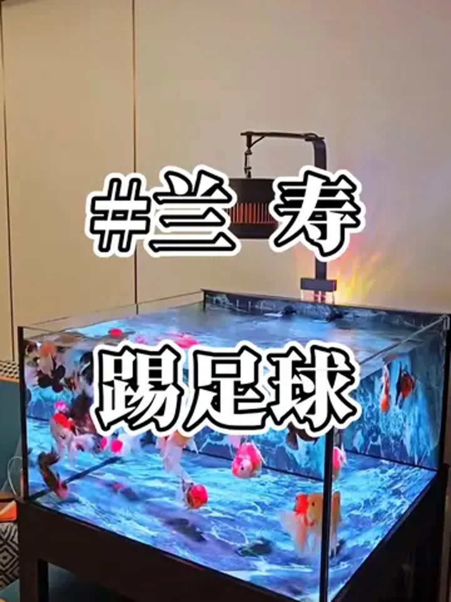蘭壽金魚視頻觀賞大全【《蘭壽金魚視頻觀賞大全》】