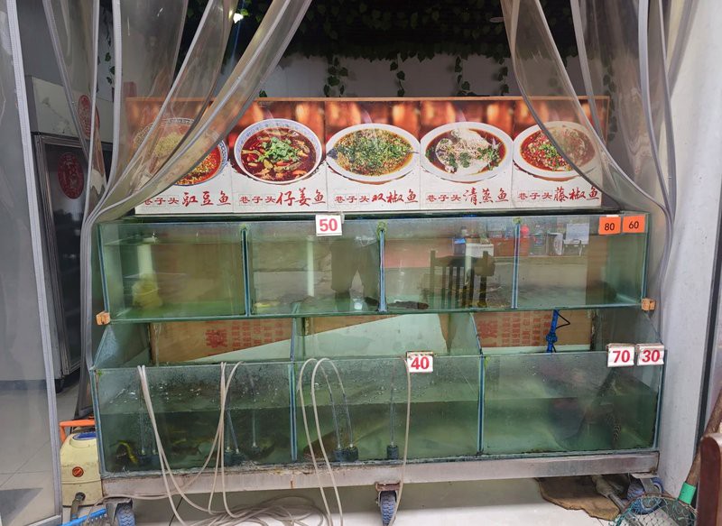 樂山龍魚店【樂山龍魚店哪個口碑最好】