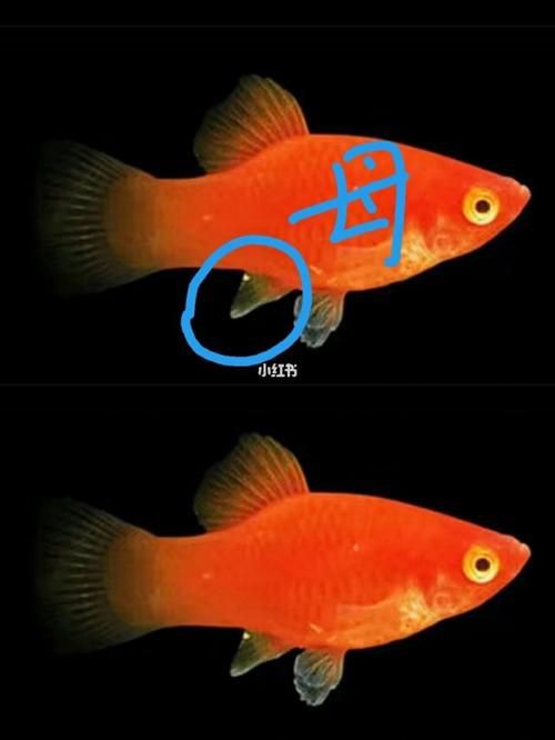 瑪麗魚臨產肛門圖【瑪麗魚臨產前的肛門變化】