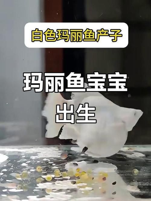 瑪麗魚臨產肛門圖【瑪麗魚臨產前的肛門變化】