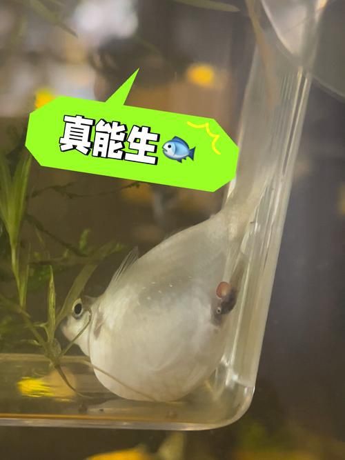 瑪麗魚臨產肛門圖【瑪麗魚臨產前的肛門變化】