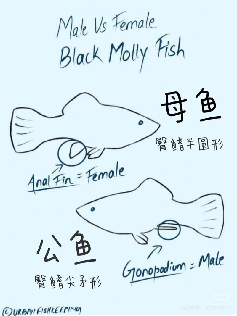 瑪麗魚臨產肛門圖【瑪麗魚臨產前的肛門變化】