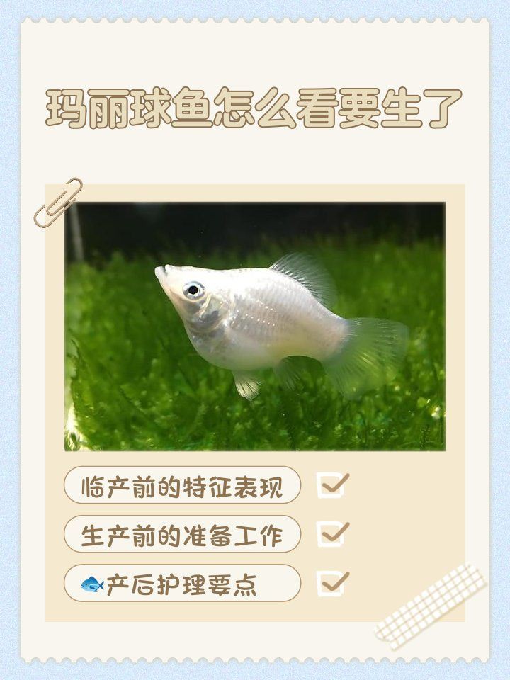 瑪麗魚臨產肛門圖【瑪麗魚臨產前的肛門變化】