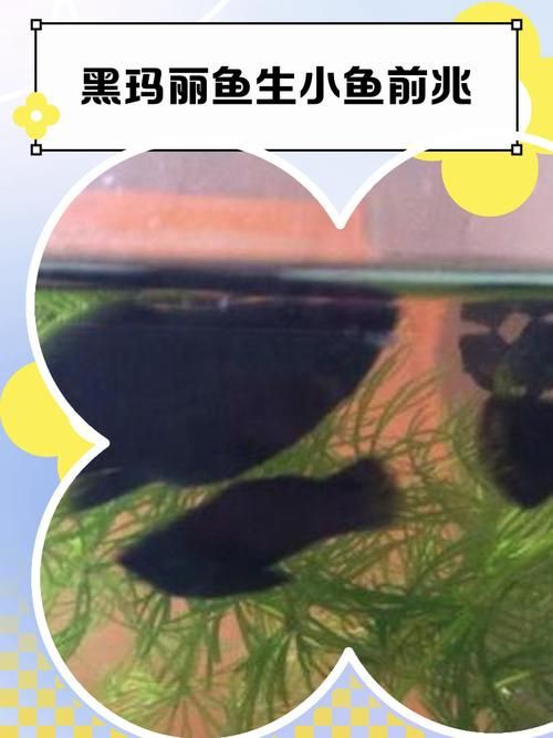 瑪麗魚臨產肛門圖【瑪麗魚臨產前的肛門變化】