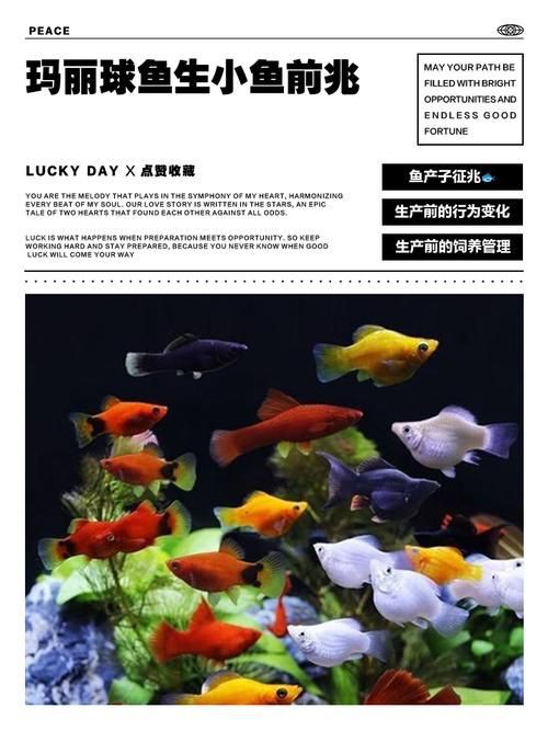 瑪麗魚臨產肛門圖【瑪麗魚臨產前的肛門變化】