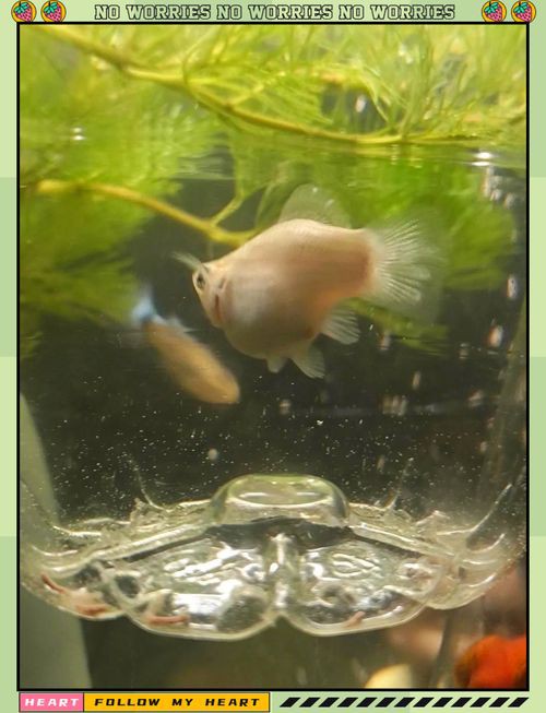 瑪麗魚臨產肛門圖【瑪麗魚臨產前的肛門變化】