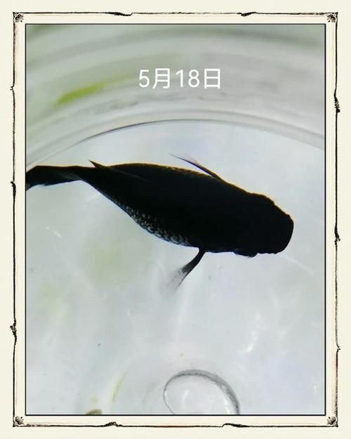 瑪麗魚臨產肛門圖【瑪麗魚臨產前的肛門變化】