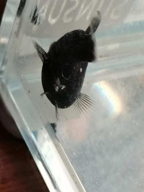 瑪麗魚臨產肛門圖【瑪麗魚臨產前的肛門變化】