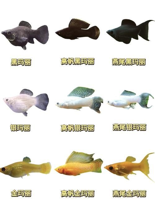 瑪麗魚臨產肛門圖【瑪麗魚臨產前的肛門變化】
