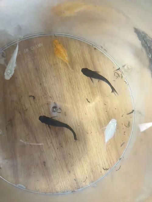 瑪麗魚臨產肛門圖【瑪麗魚臨產前的肛門變化】