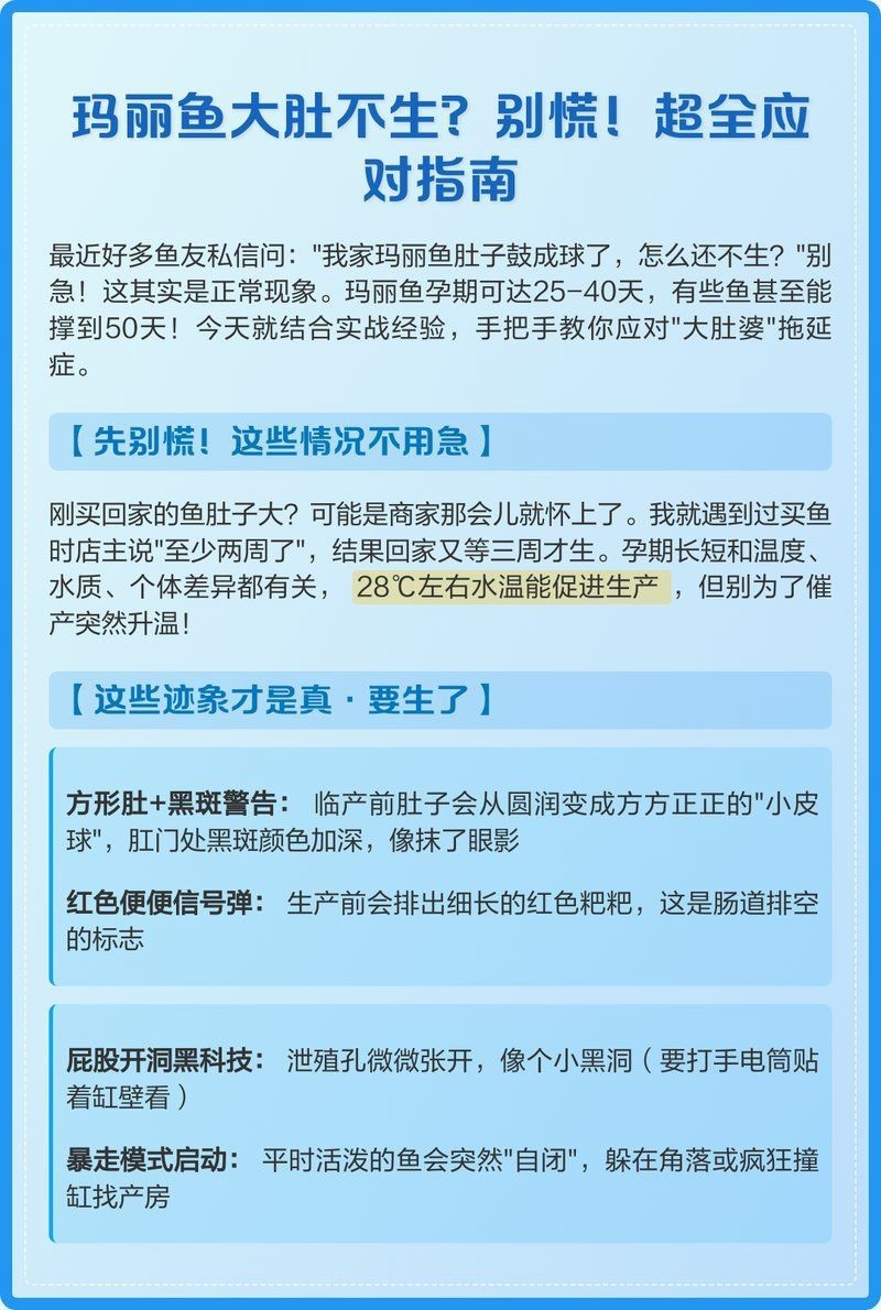 瑪麗魚臨產肛門圖【瑪麗魚臨產前的肛門變化】