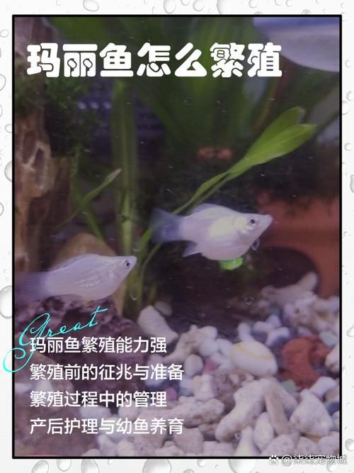瑪麗魚臨產肛門圖【瑪麗魚臨產前的肛門變化】