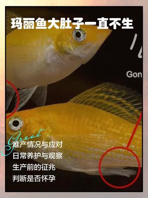 瑪麗魚臨產肛門圖【瑪麗魚臨產前的肛門變化】