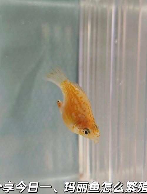 瑪麗魚臨產肛門圖【瑪麗魚臨產前的肛門變化】