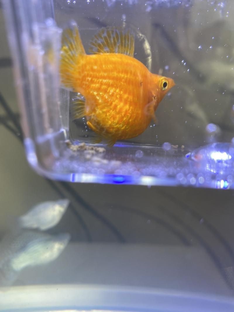 瑪麗魚臨產肛門圖【瑪麗魚臨產前的肛門變化】