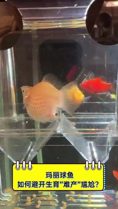 瑪麗魚臨產肛門圖【瑪麗魚臨產前的肛門變化】