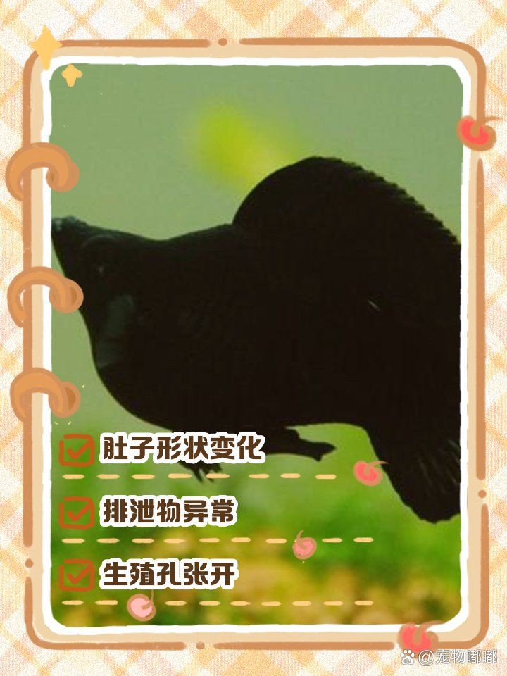 瑪麗魚臨產肛門圖【瑪麗魚臨產前的肛門變化】