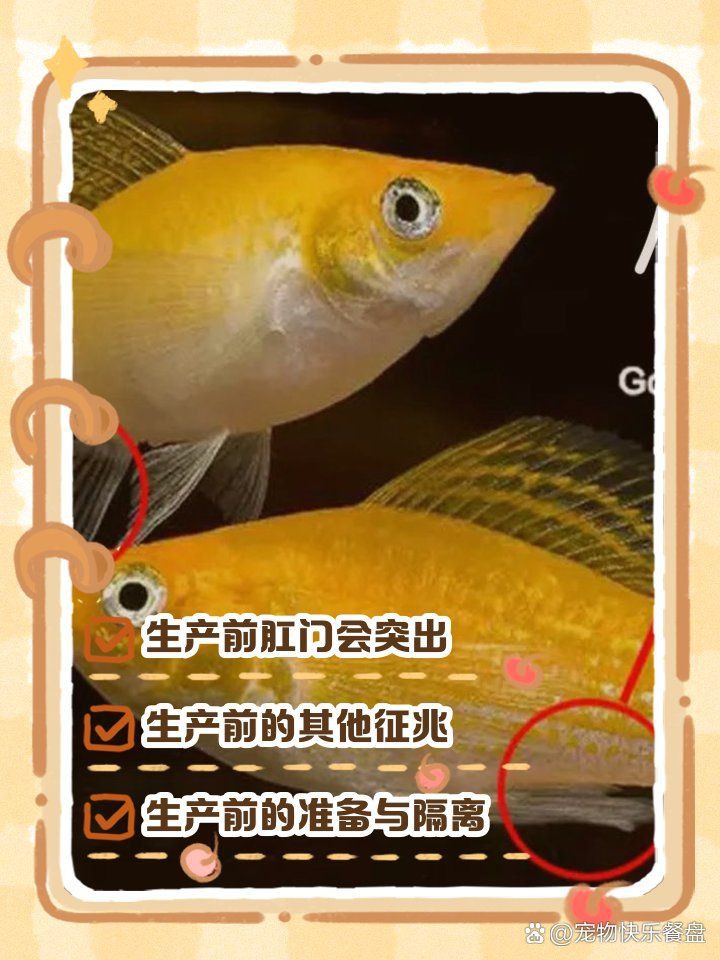 瑪麗魚臨產肛門圖【瑪麗魚臨產前的肛門變化】