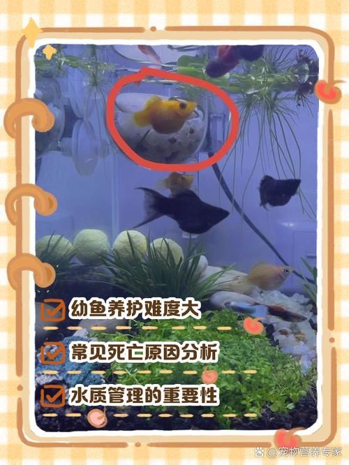 瑪麗魚臨產肛門圖【瑪麗魚臨產前的肛門變化】