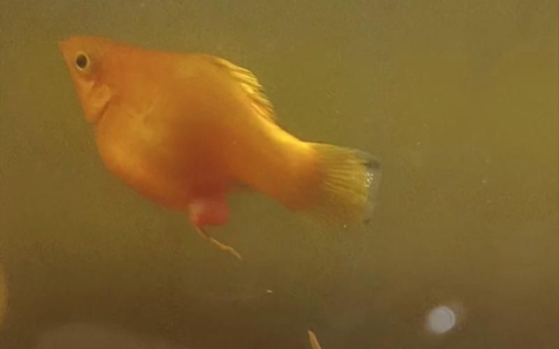 瑪麗魚臨產肛門圖【瑪麗魚臨產前的肛門變化】