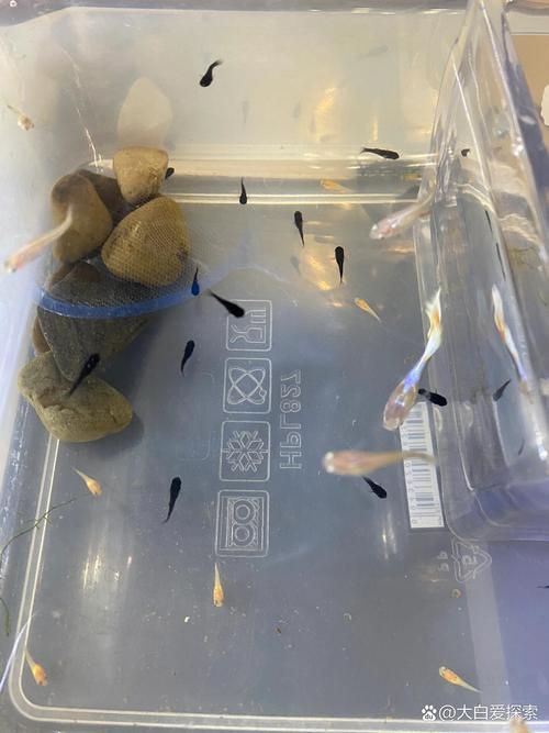 瑪麗魚臨產肛門圖【瑪麗魚臨產前的肛門變化】