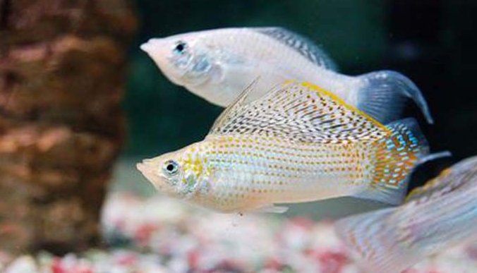 瑪麗魚臨產肛門圖【瑪麗魚臨產前的肛門變化】
