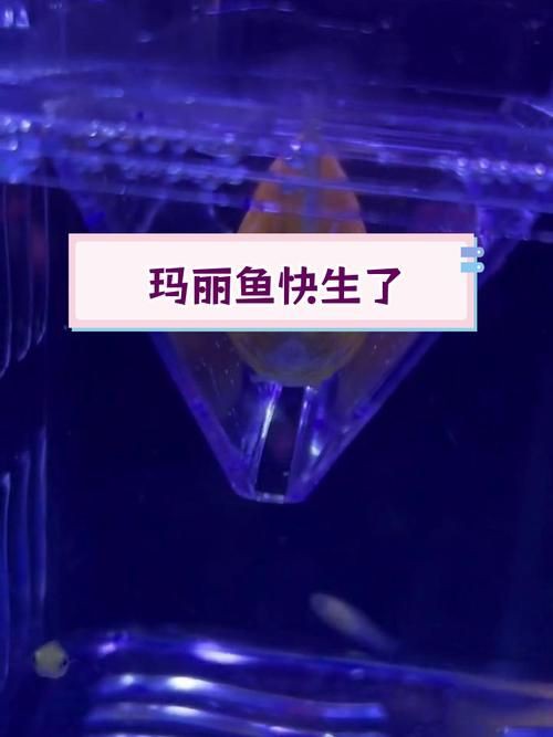 瑪麗魚臨產肛門圖【瑪麗魚臨產前的肛門變化】