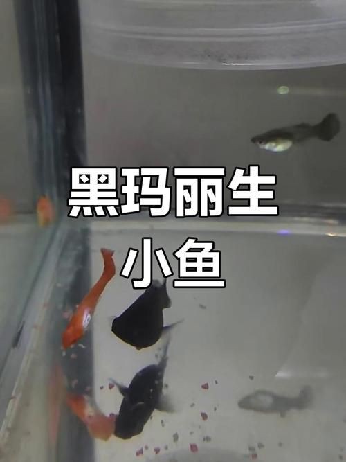瑪麗魚臨產肛門圖【瑪麗魚臨產前的肛門變化】
