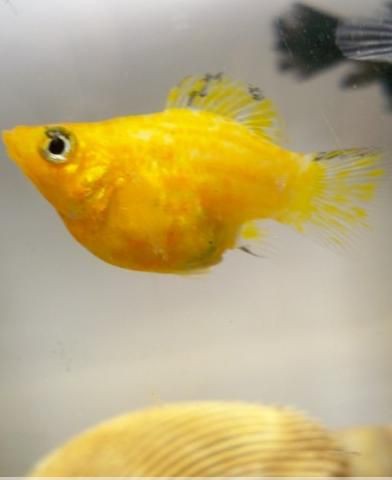 瑪麗魚臨產肛門圖【瑪麗魚臨產前的肛門變化】